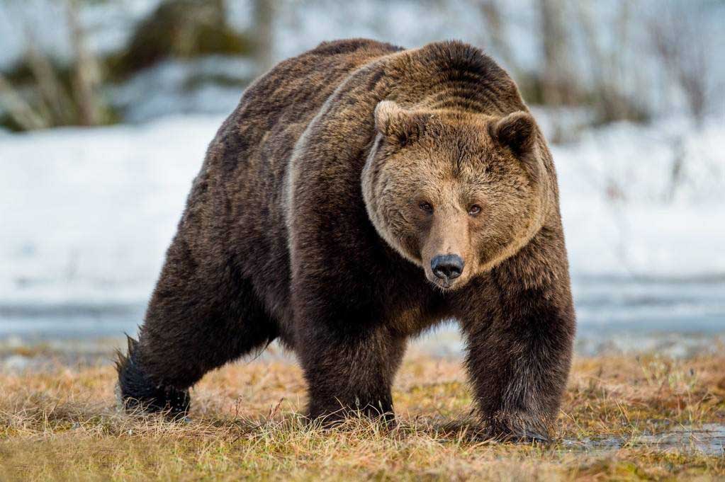 新疆禾木棕熊